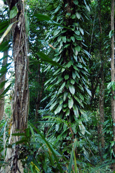 Daintree National Park