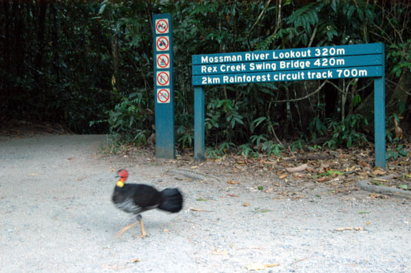 Australian brush-turkey in the parking lot