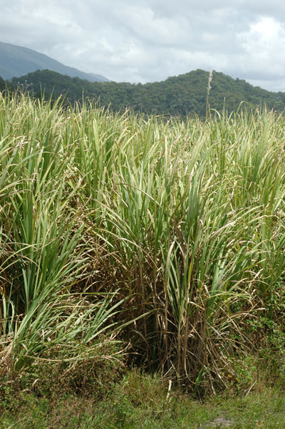 Sugar Cane