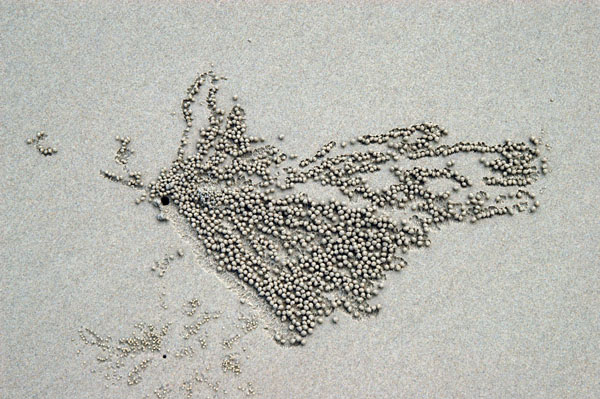 Some critter's lair on the beach