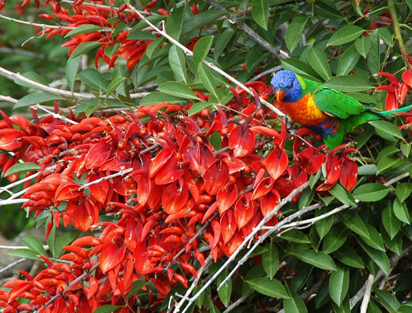 Rainbow Lorikeet, Sydney